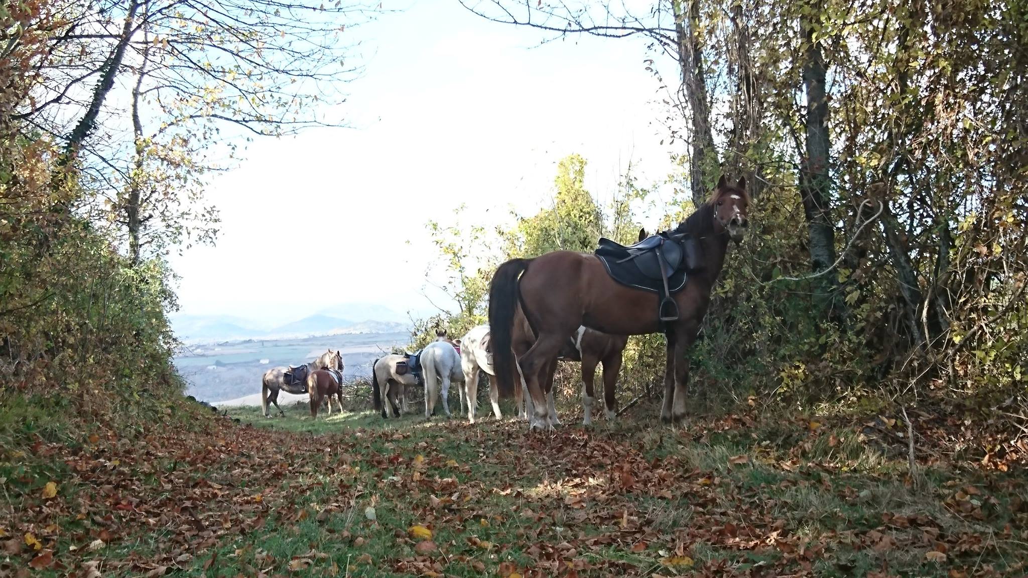 Pause au cours d'une randonnée à cheval ou poney en Auvergne